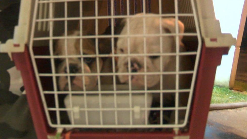 Illegally imported puppies are often sick or have been mistreated