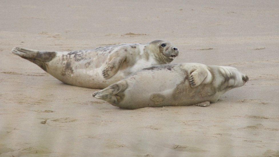 Seal pups at Horsey beach, Norfolk