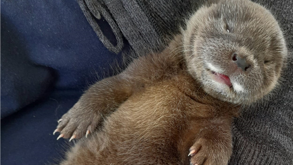 An otter rescued from a field near the River Deben