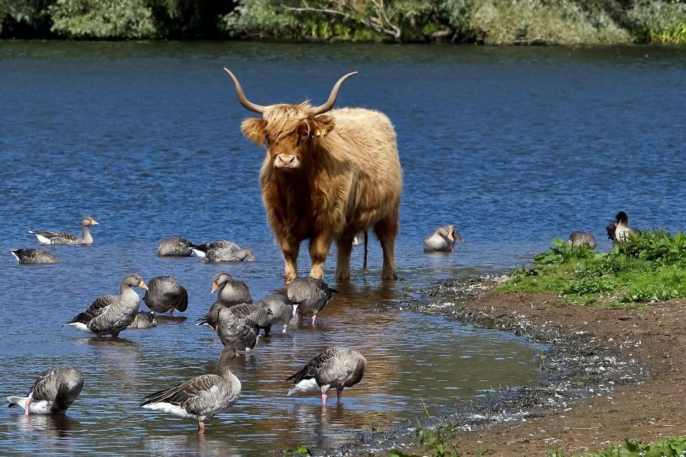 A ginger Highland cow with large horns stands ankle deep in water surrounded by many geese.