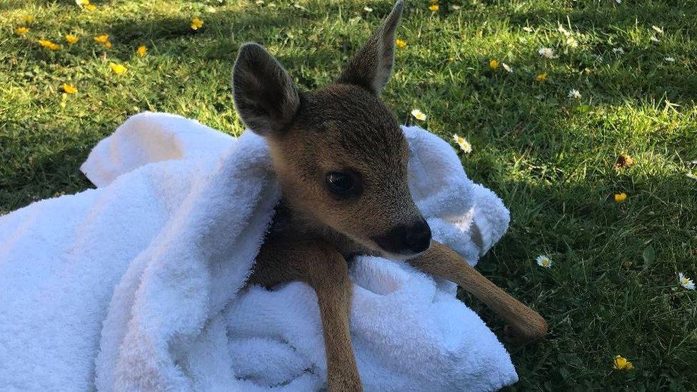 Rescued Roe deer kid