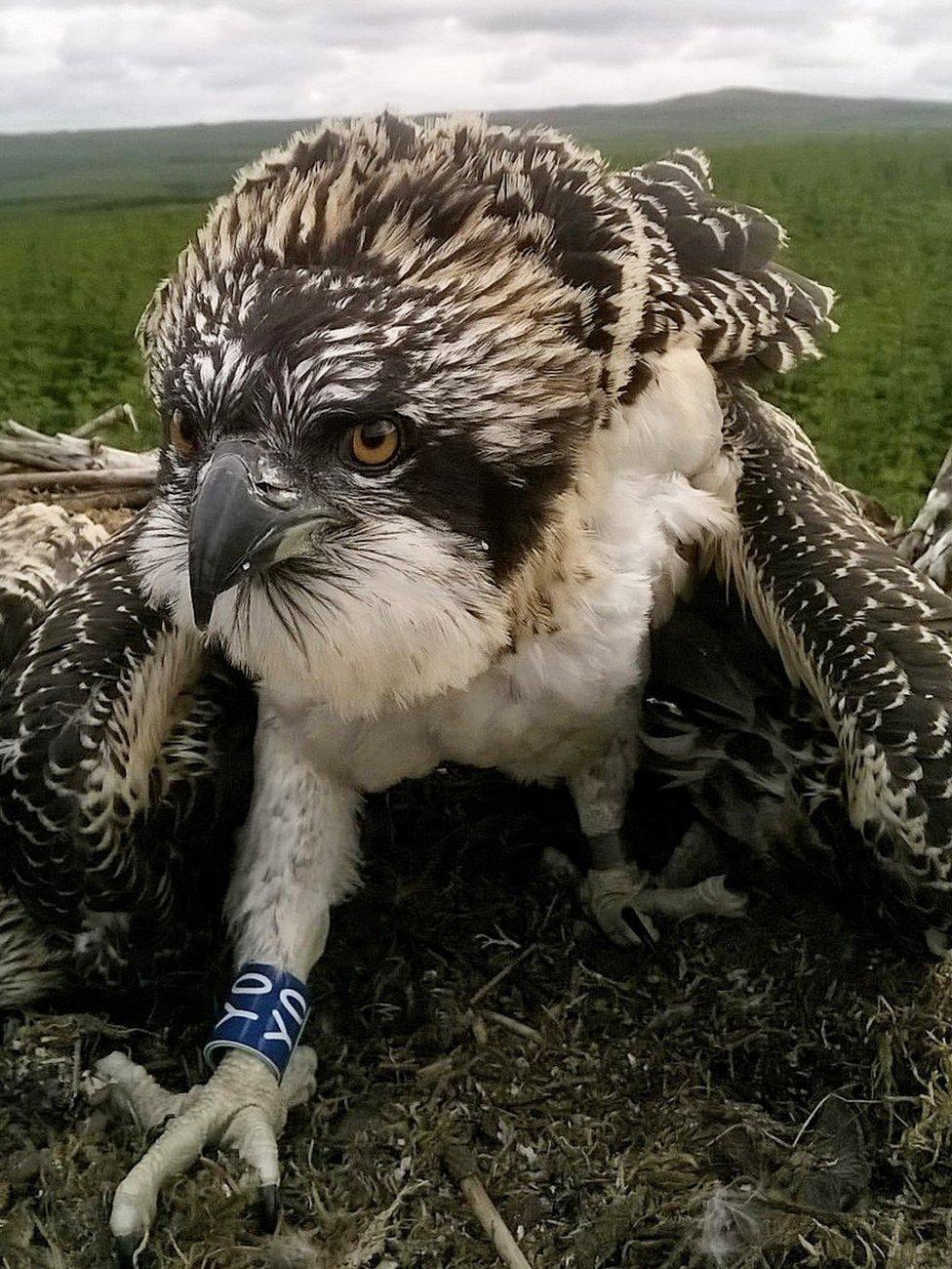 One of four osprey chicks which have been reared in a single nest at Kielder