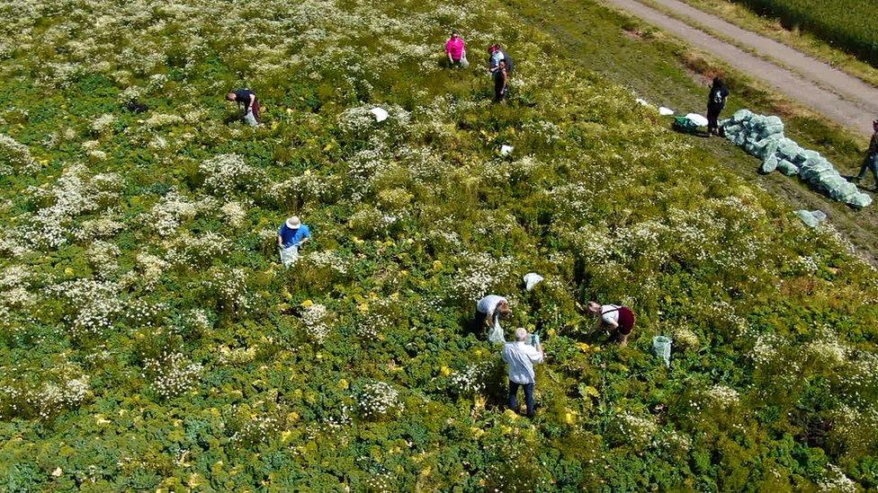 aerial view of gleaners in a field