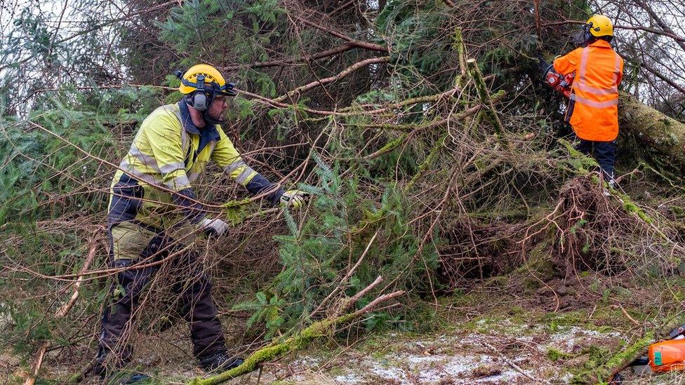 Energy company workers removing a fallen tree