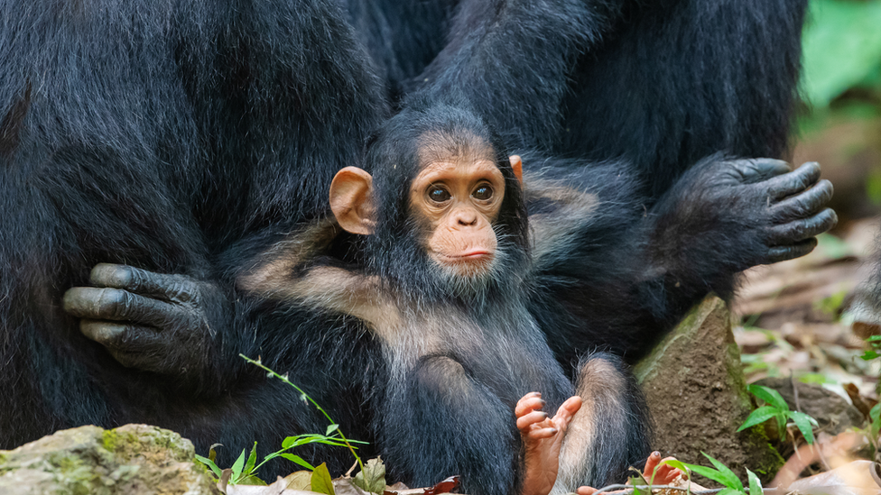 Chimp laid back on it's parent with arms under its head