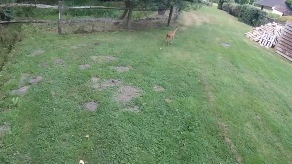 The deer running off