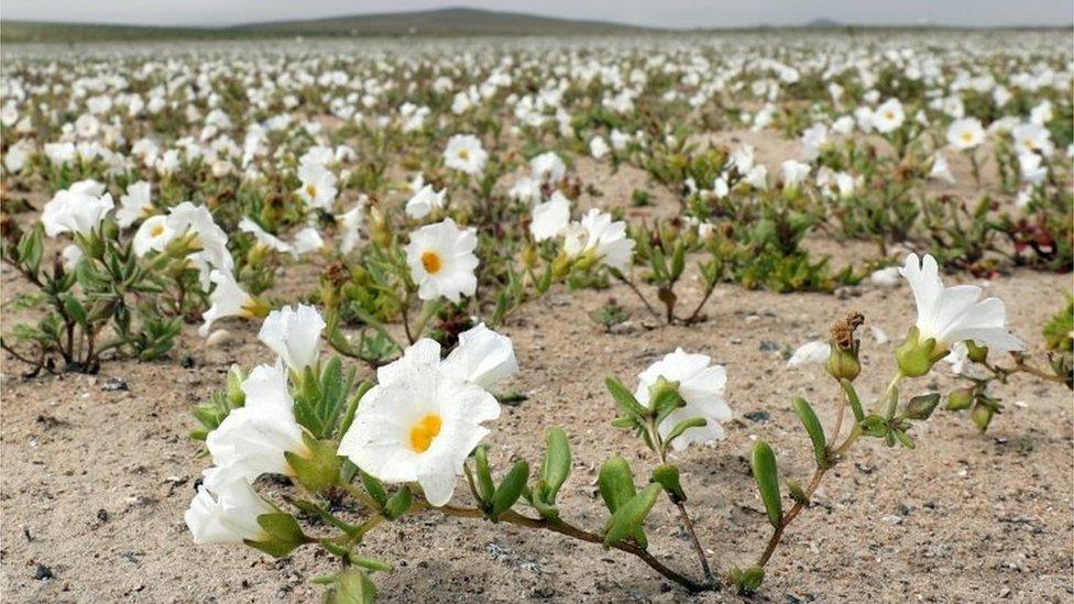 View of flowers in the Atacama Desert, Chile, on 17 August 2017.