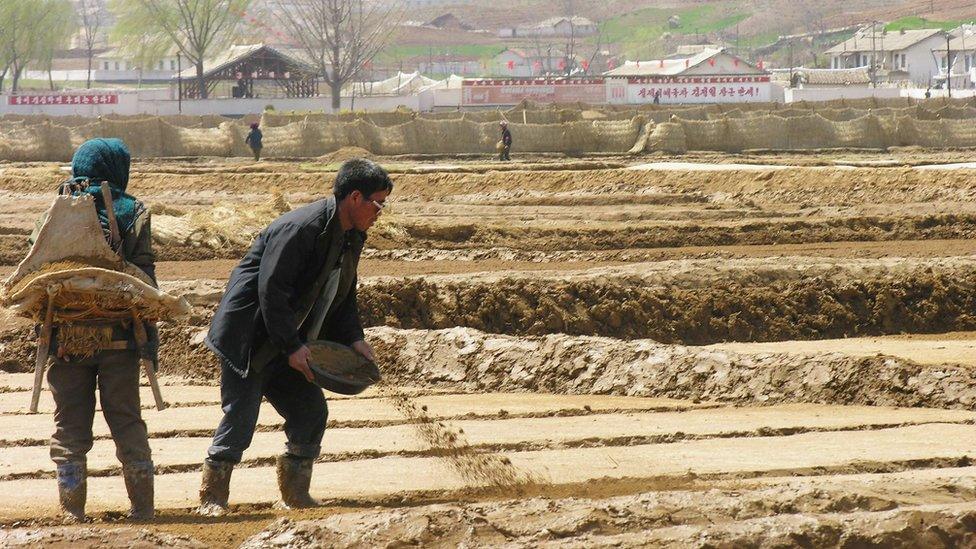 Farm workers prepare fields for rice transplanting near Sariwon city, North Hwanghae province, North Korea.