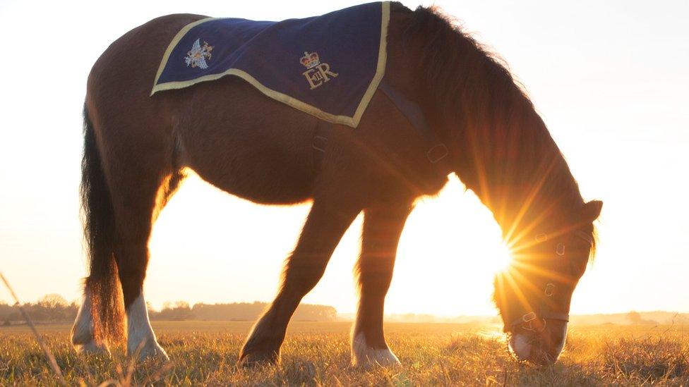 Welsh mountain pony L/Cpl Jones