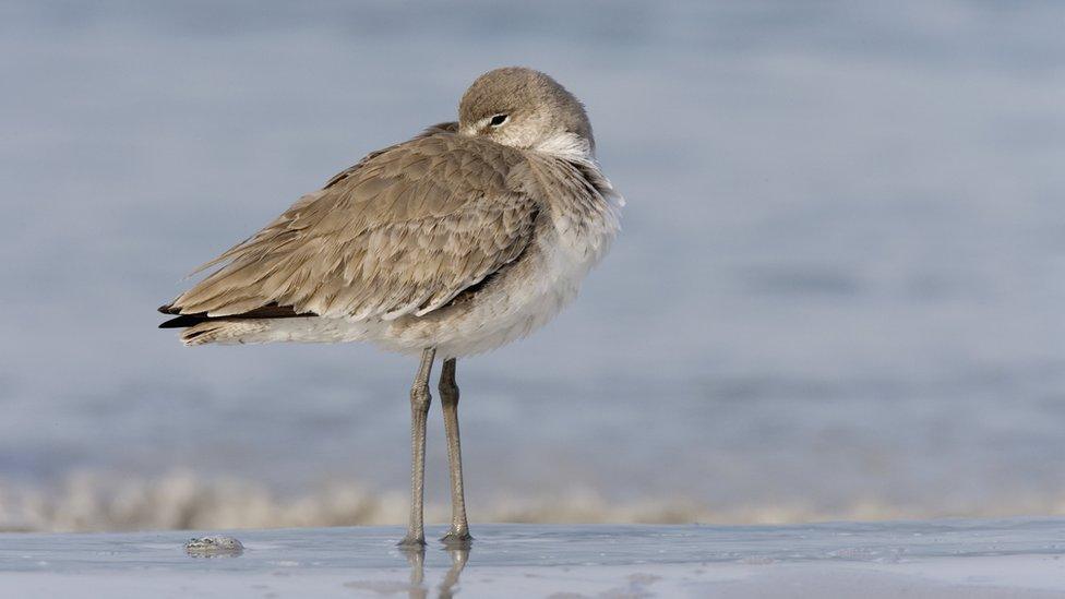 Sea bird resting with one open eye facing the camera