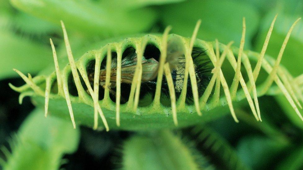 fly inside a Venus fly trap