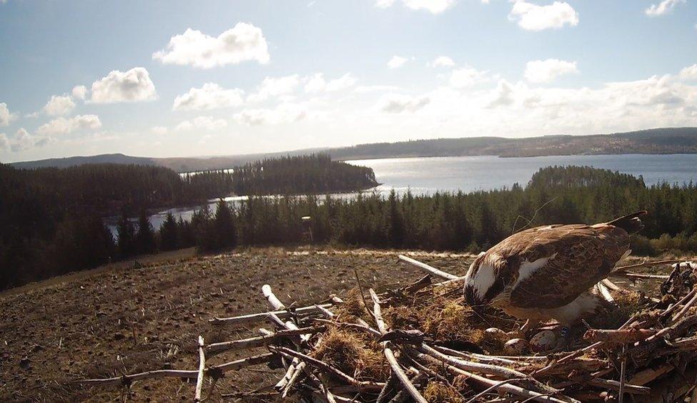 An osprey with eggs