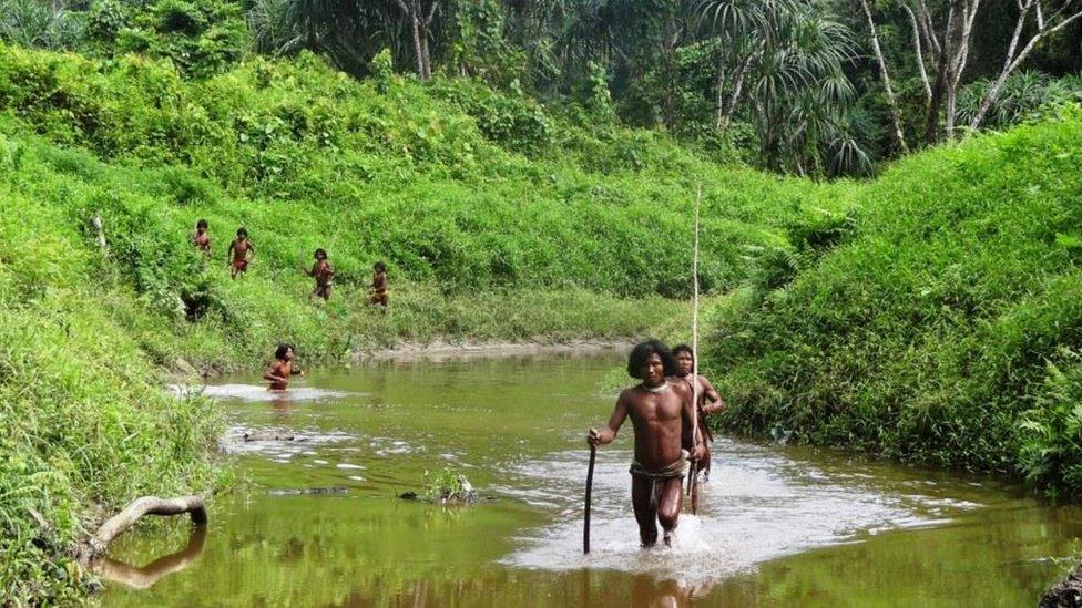 Shompen make their way through a river