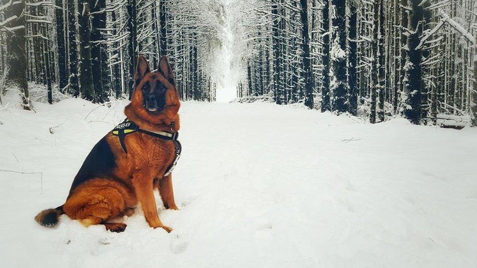 Rolf enjoying the snow in Ballybolley Forest, Larne, by Alistair White