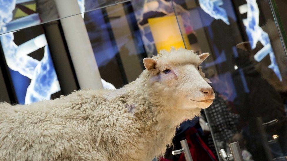 Dolly the Sheep on display at the National Museum of Scotland