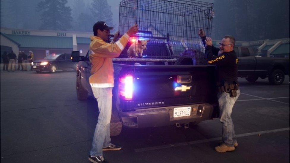 A dog is loaded up into a cage on a police van in Butte County