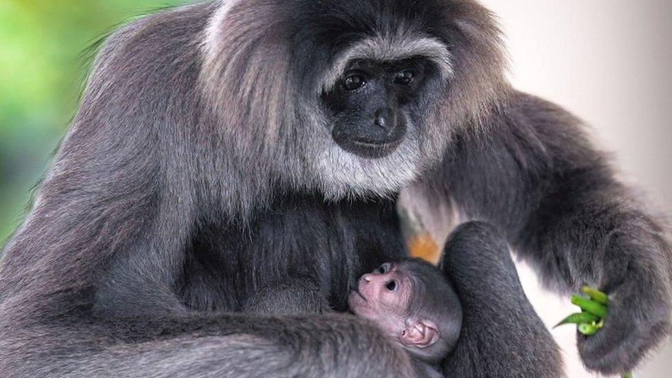 Mother gibbon with baby gibbon
