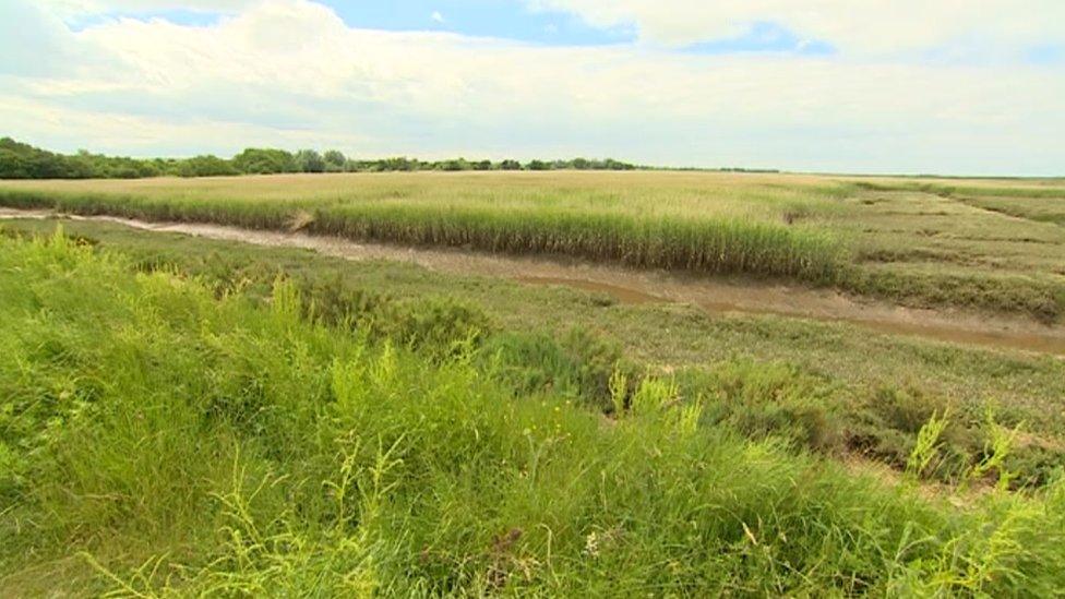 Reed beds, Titchwell Marshes