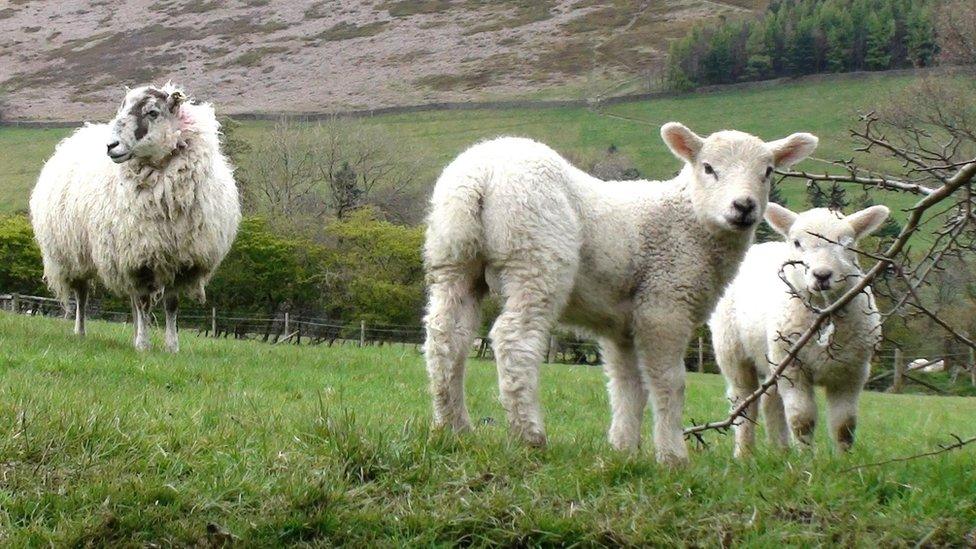 lambs in field