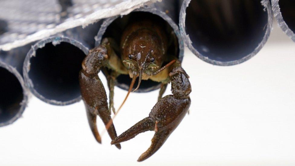 Crayfish in a tube