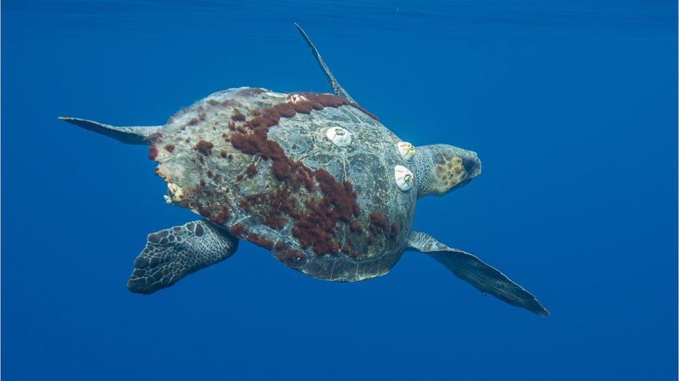 Olive Ridley turtle