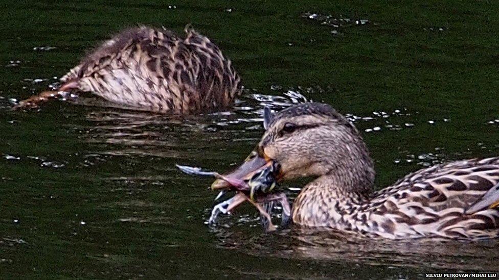 Mallard duck eating bird