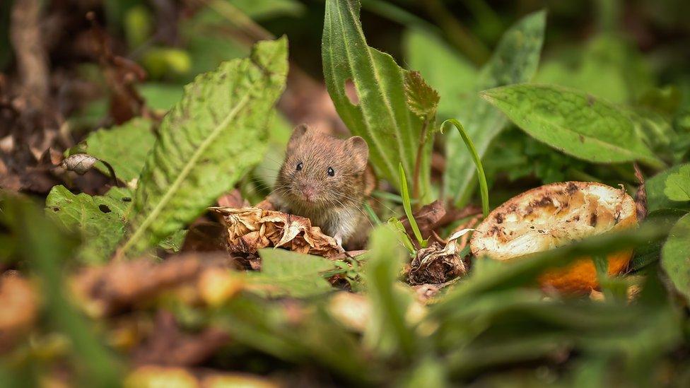 Harvest mouse