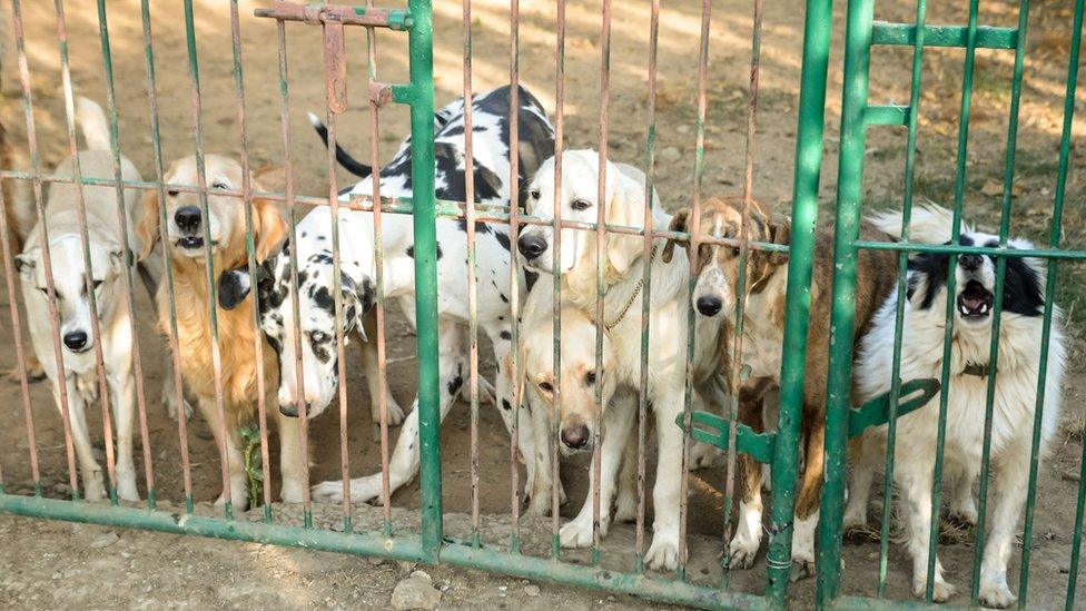 Dogs at the farm