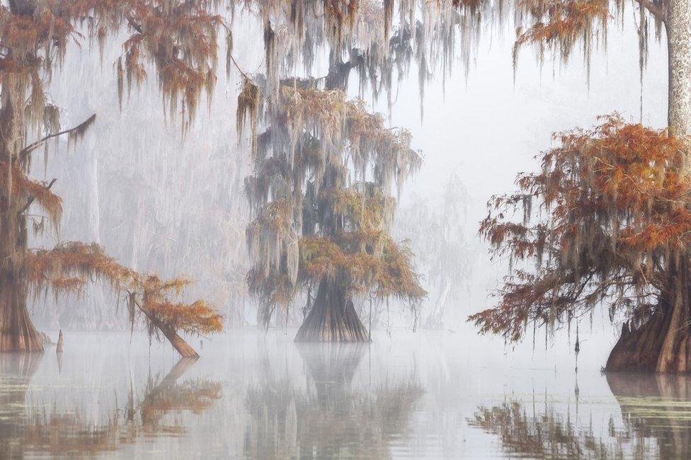 A tree in the centre of a swamp