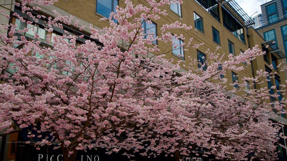 Cherry blossom in Oozells Square