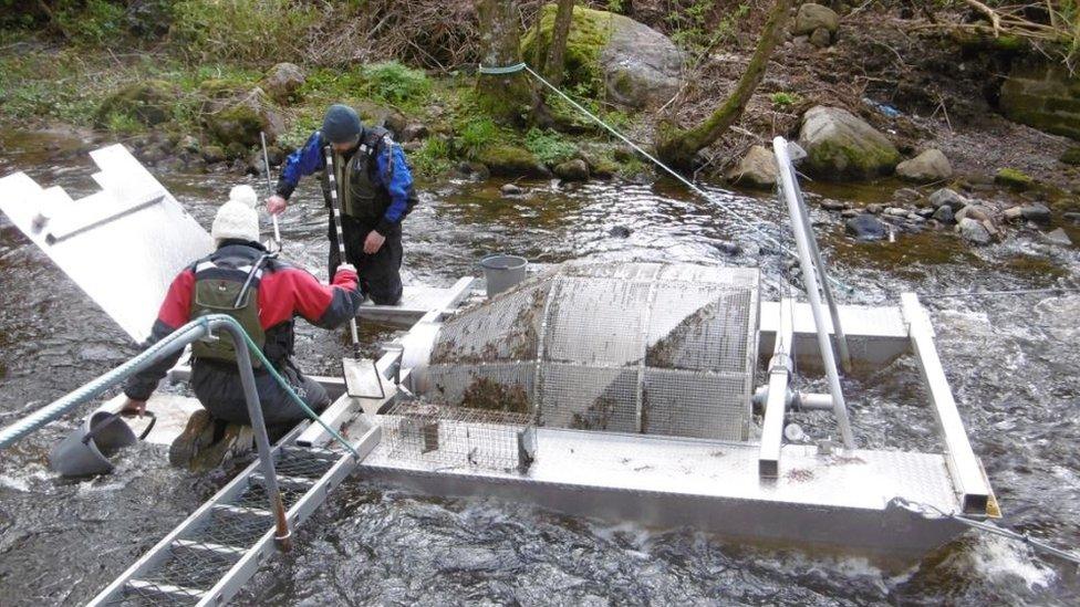 Capturing the tagged fish