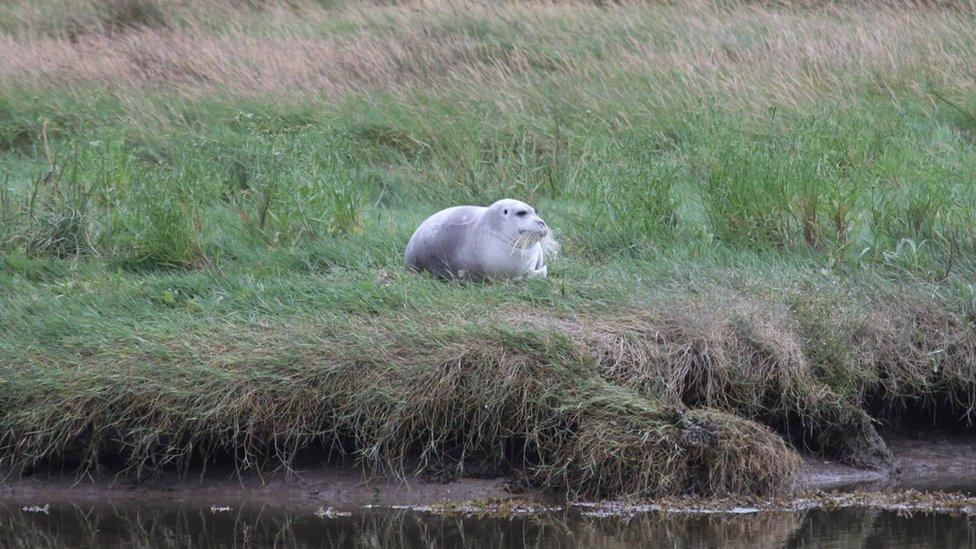 The bearded seal