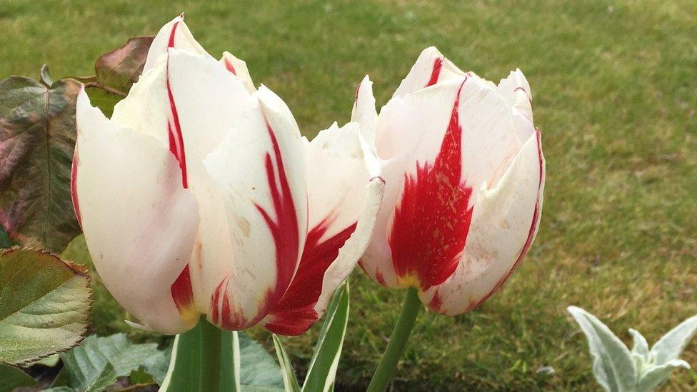 Tulips at Brookwood Military Cemetery