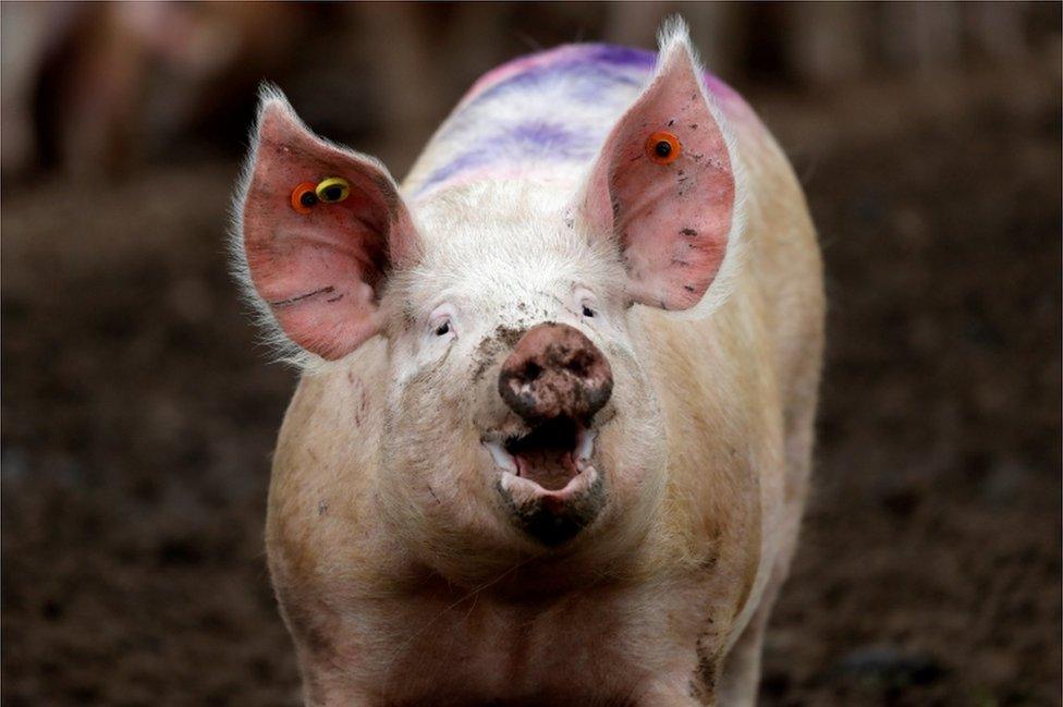 A pig stands in a field near RAF Lossiemouth, Scotland