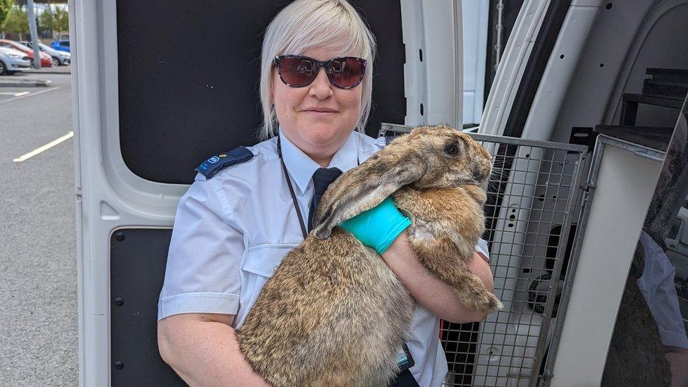 RSPCA officer with rescued rabbit