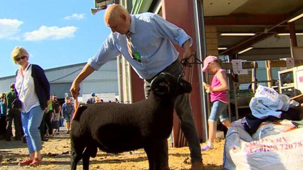 Man prepares a sheep to show off at a previous event