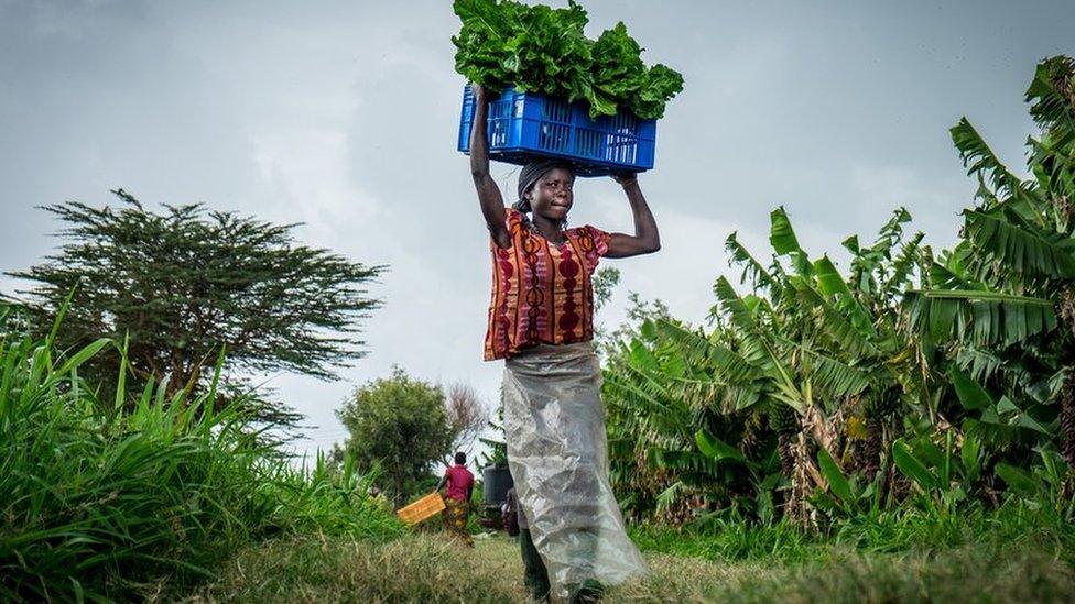 Kenyan vegetable farmer carrying a crate of spinach on her head