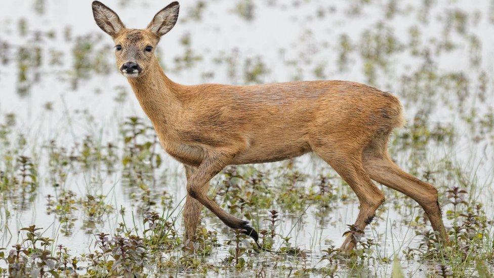 Roe deer at Wicken Fen