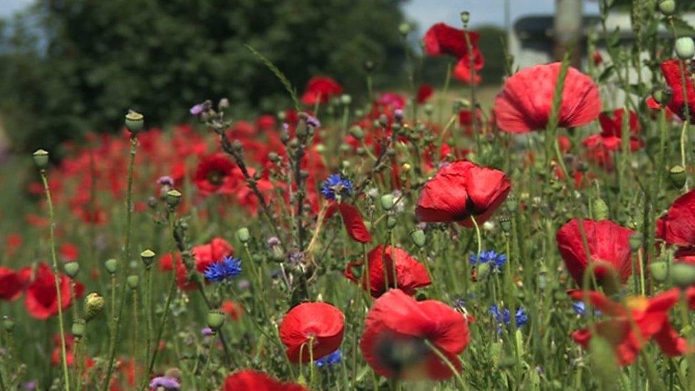 Wild flowers