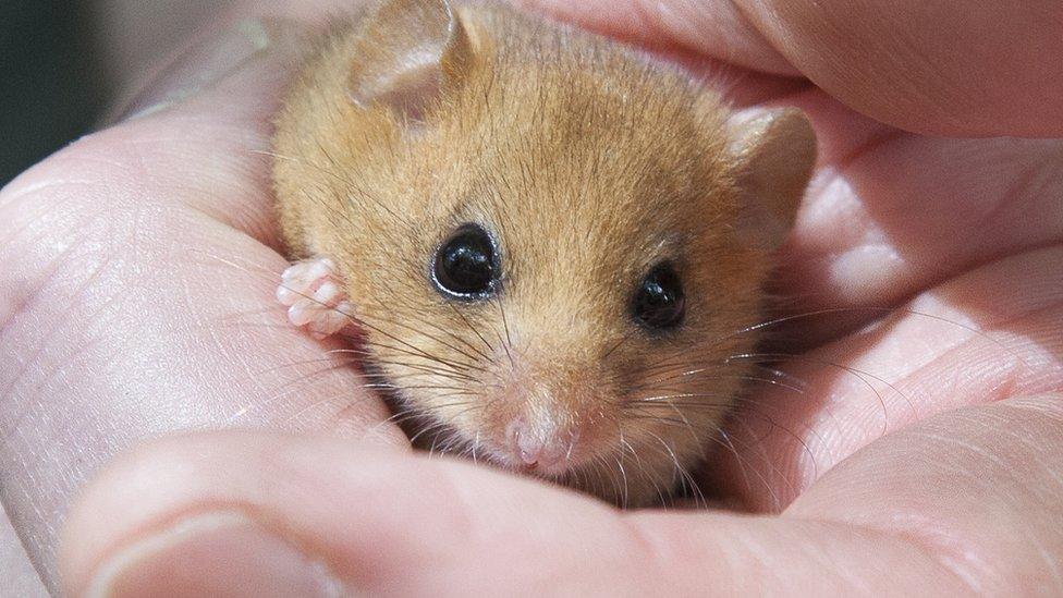 Hazel dormouse awake