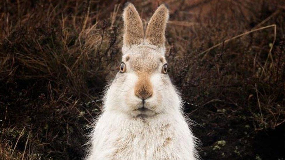 A Peak District mountain hare