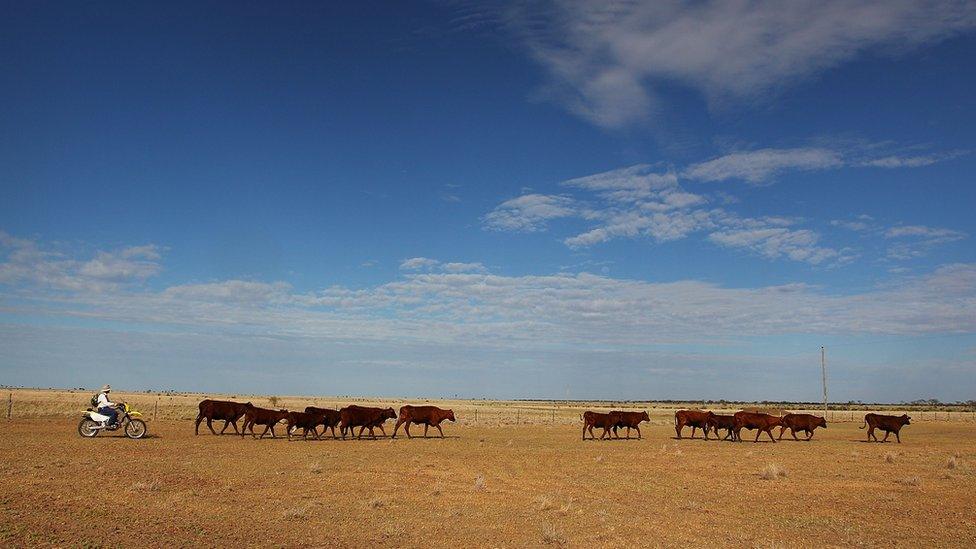 A farmer herds cattle in Longreach, Queensland