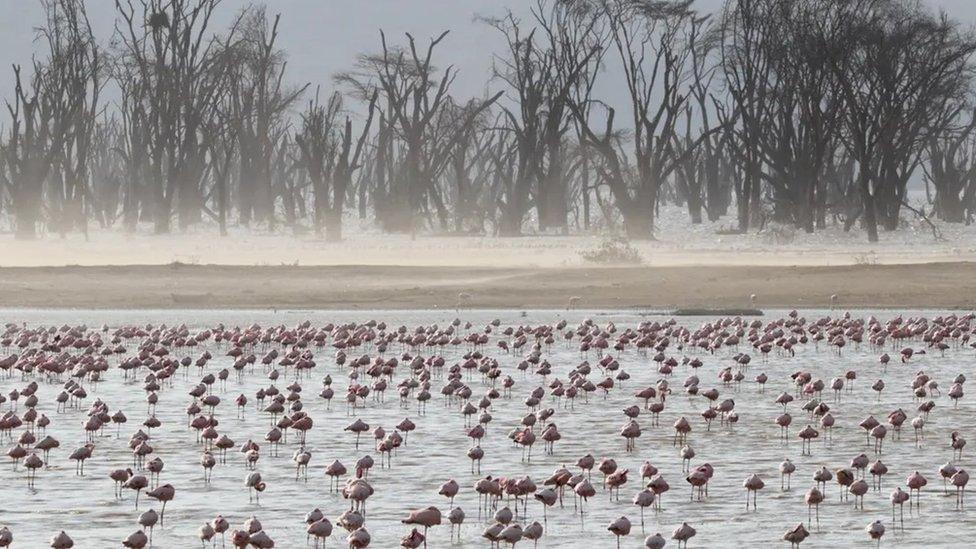 lots of flamingos