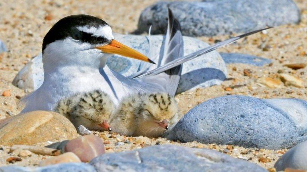 Little terns