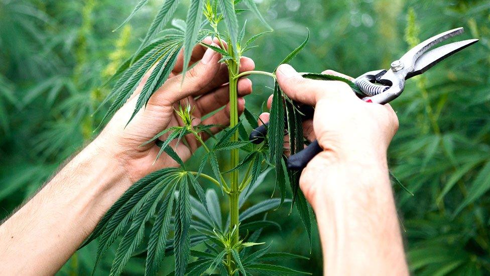 Cannabis plant