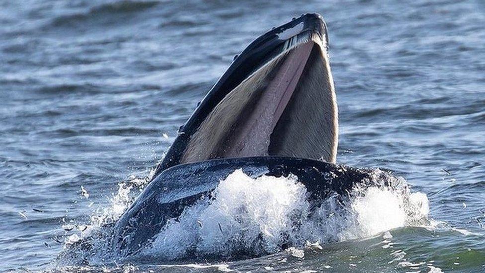 Humpback whale