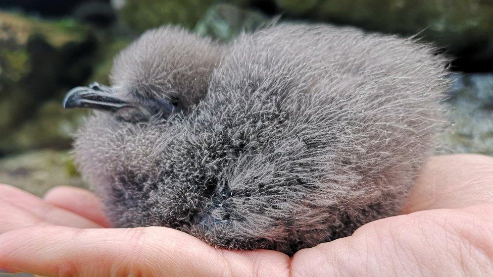 Leach's storm petrel chick