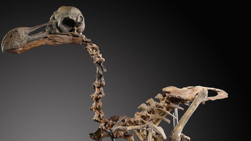 Dodo skeleton to be auctioned