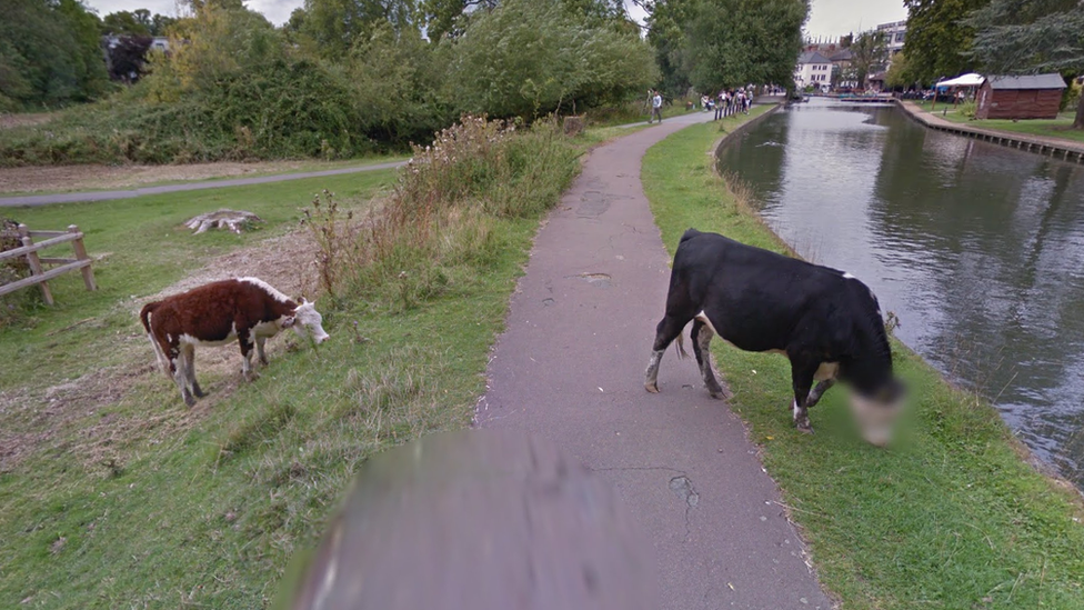 Google Streetview image showing blurred cow face in Cambridge