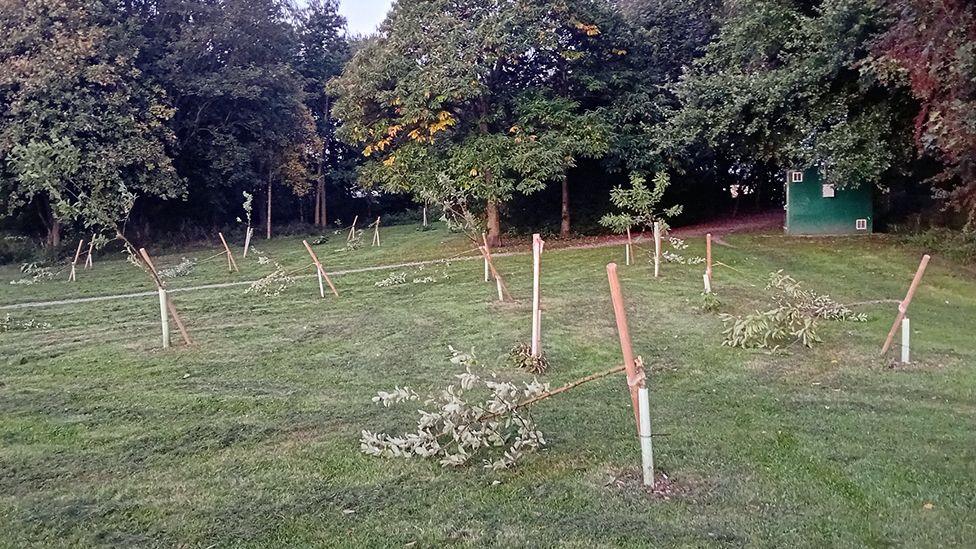 All the fruit trees in a newly-planted community orchard laid broken on the ground, while the stakes remain in place. There are large established trees in the background